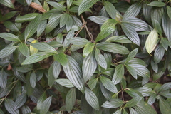 Cornus oblonga
