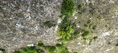 Cryphaea heteromalla