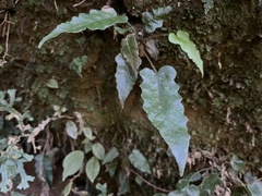 Stegnogramma wilfordii