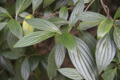 Cornus oblonga
