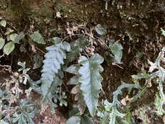 Stegnogramma wilfordii