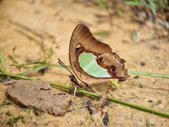 Polyura hebe