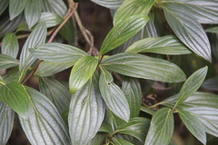 Cornus oblonga