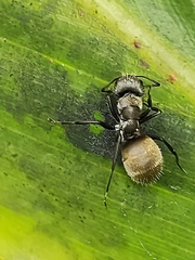 Camponotus arboreus
