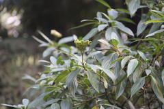Cornus oblonga