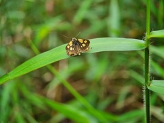 Ampittia dioscorides