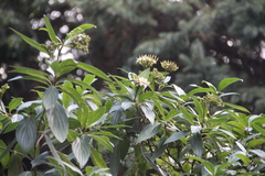 Cornus oblonga