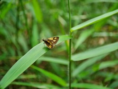 Ampittia dioscorides