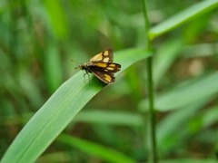 Ampittia dioscorides