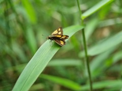 Ampittia dioscorides