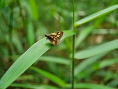 Ampittia dioscorides