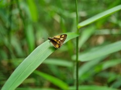 Ampittia dioscorides