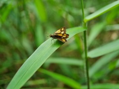 Ampittia dioscorides