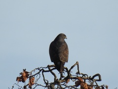 Buteo buteo