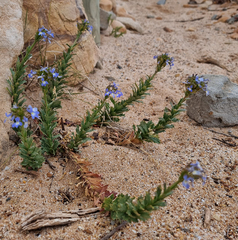 Lobelia comosa