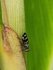 Ulidiidae