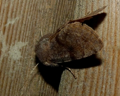 Orthosia incerta