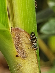 Ulidiidae