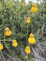 Calceolaria biflora