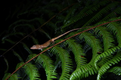 Pseudocalotes microlepis