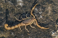 Aegaeobuthus gibbosus