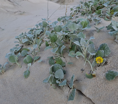 Arctotheca populifolia