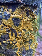 Badhamia utricularis