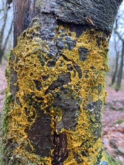 Badhamia utricularis