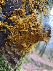 Badhamia utricularis