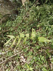 Polygonatum arisanense