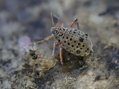 Diaprioidea