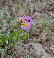 Senecio elegans