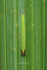 Elymnias hypermnestra