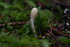 Trichoderma leucopus