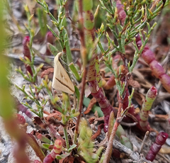 Rhodometra participata