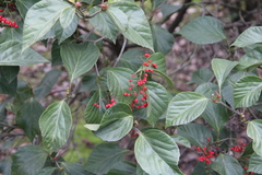 Viburnum japonicum
