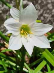 Zephyranthes rosea