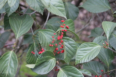 Viburnum japonicum