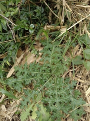 Cirsium japonicum australe