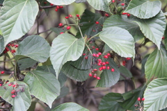 Viburnum japonicum