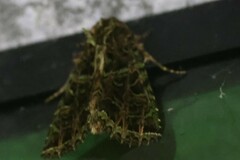 Heterochroma lineata