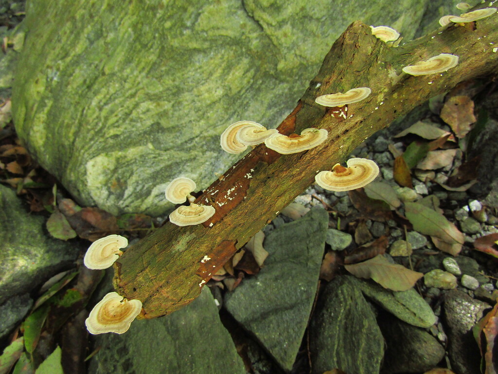 Trametes · August 2022 · photo: © geologyistheway (iNaturalist, cc-by)