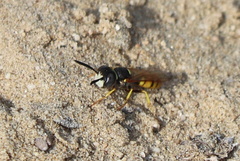 Philanthus triangulum