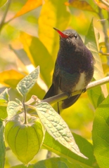 Chionomesa lactea lactea