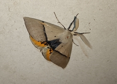 Gastrophora