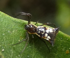 Micrathena fissispina