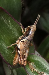 Eujivarus meridionalis