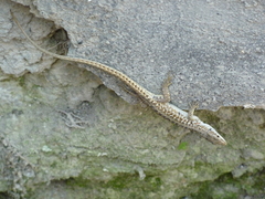 Podarcis siculus
