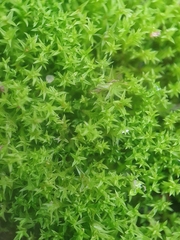 Pseudocrossidium hornschuchianum