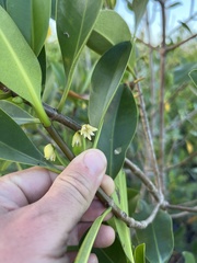 Laguncularia racemosa